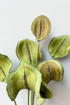 Guatambu Olive Color Preserved Bunch