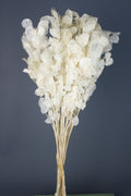 Lunaria Bleached Preserved Bunch