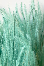 Ouro Teal Pastel Preserved Bunch