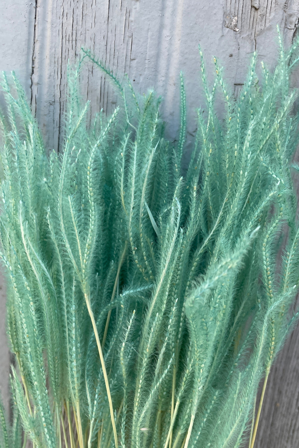 Ouro Teal Pastel Preserved Bunch