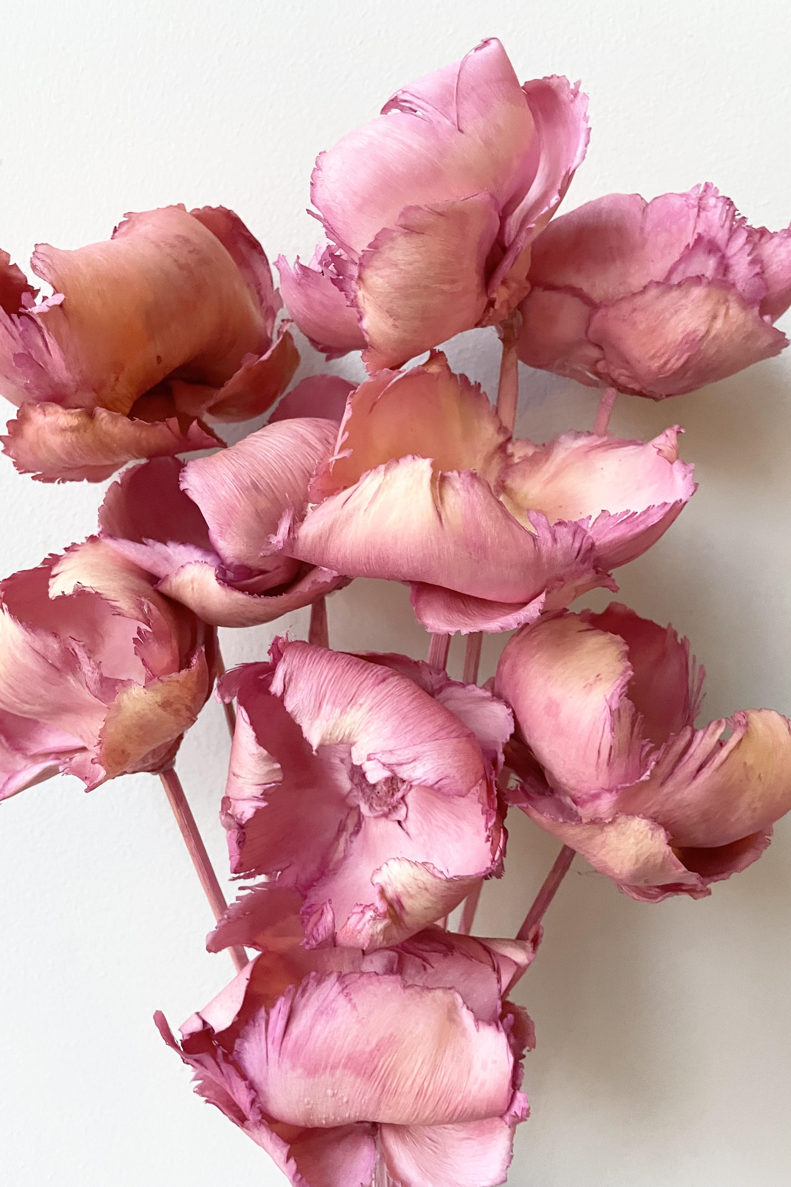 Palm Cap Pink Pastel Preserved Bunch