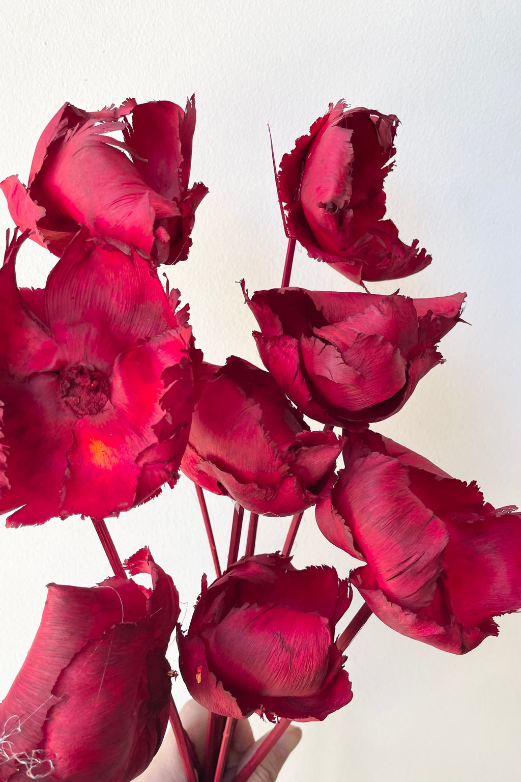 Palm Cap Red Pastel Preserved Bunch