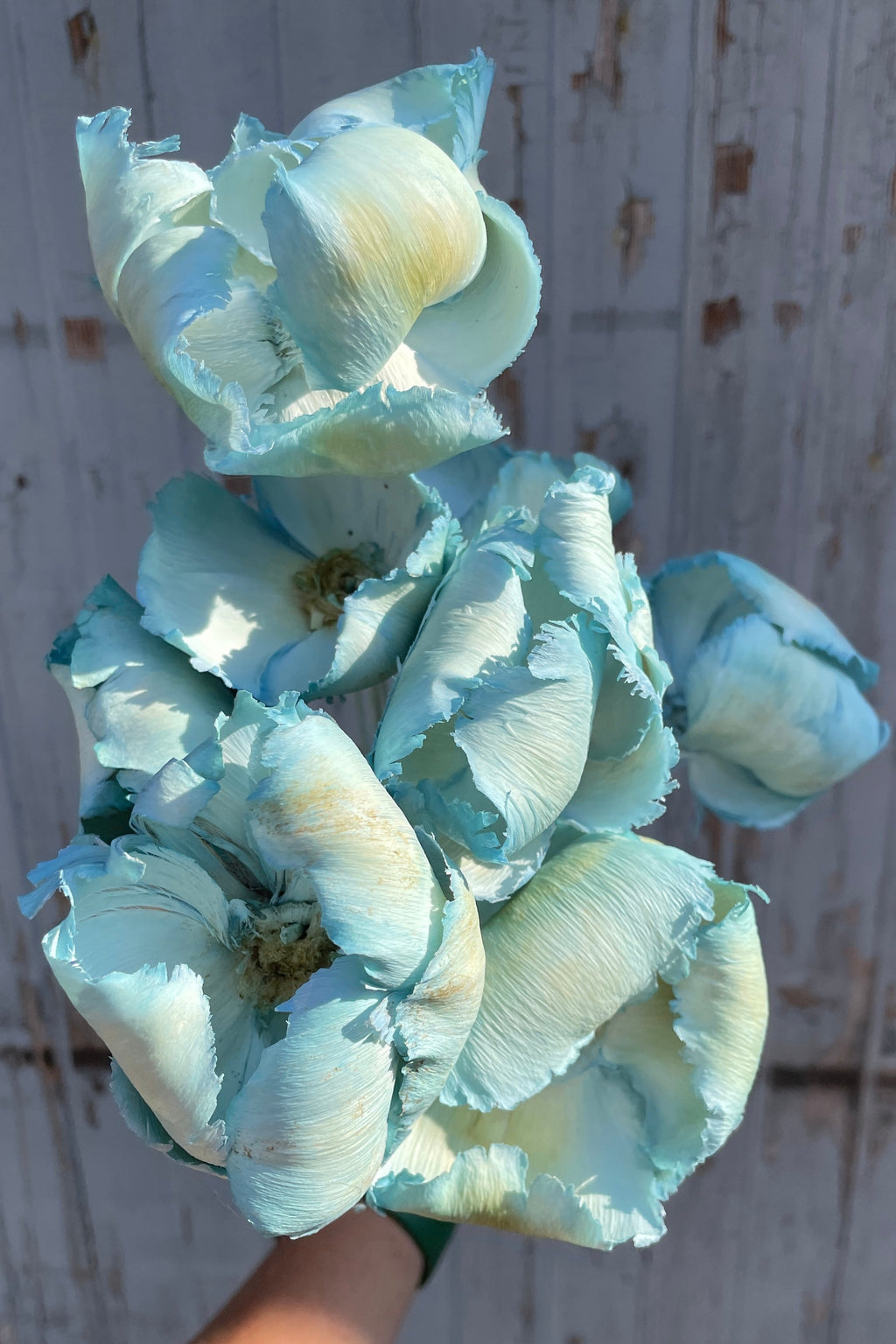 Palm Cap Gray Blue Pastel Preserved Bunch