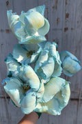 Palm Cap Gray Blue Pastel Preserved Bunch