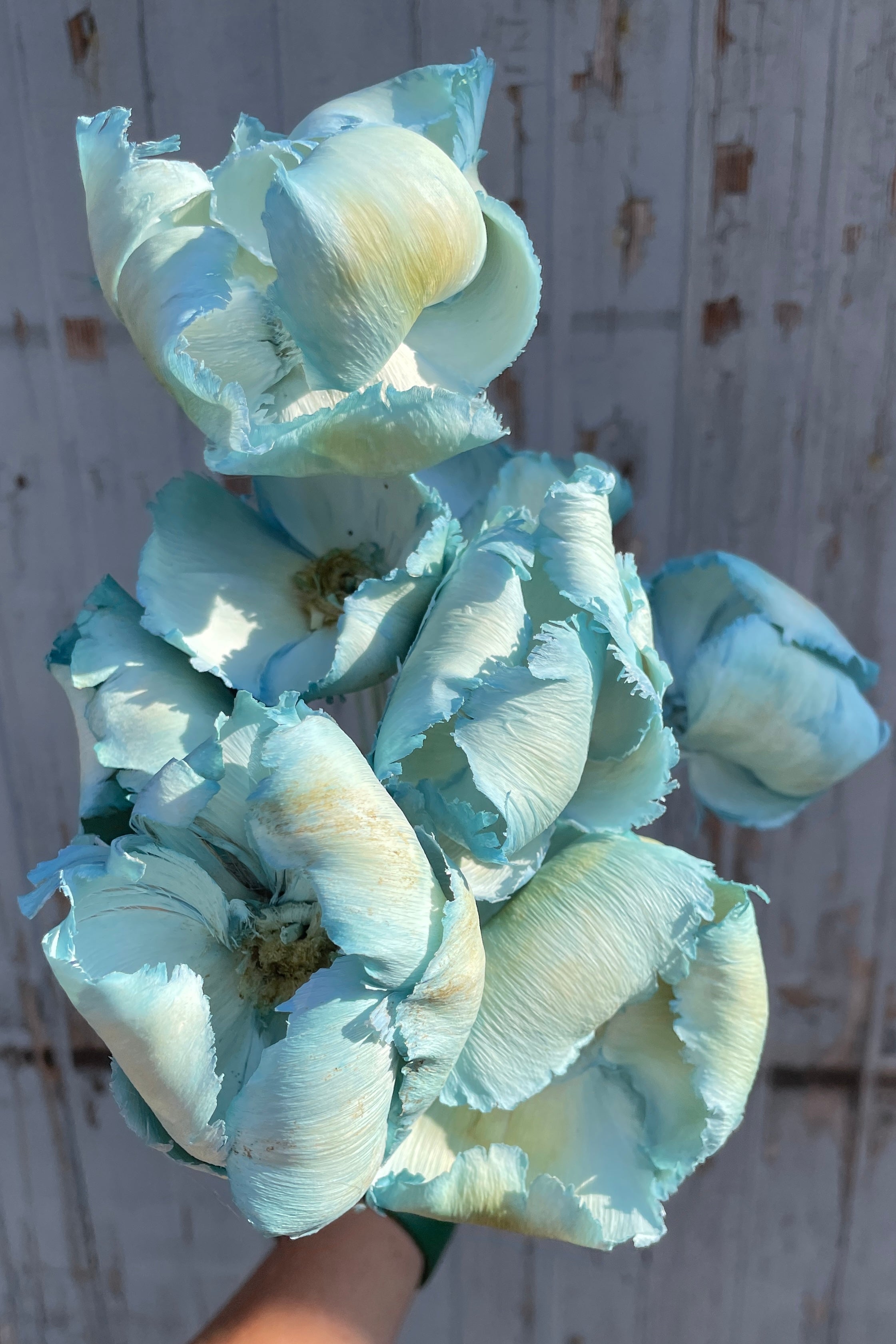 Palm Cap Gray Blue Pastel Preserved Bunch