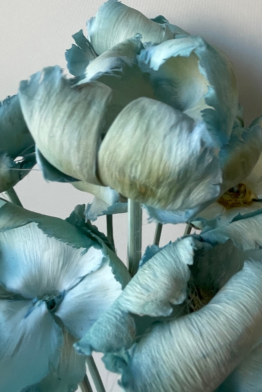 Palm Cap Gray Blue Pastel Preserved Bunch