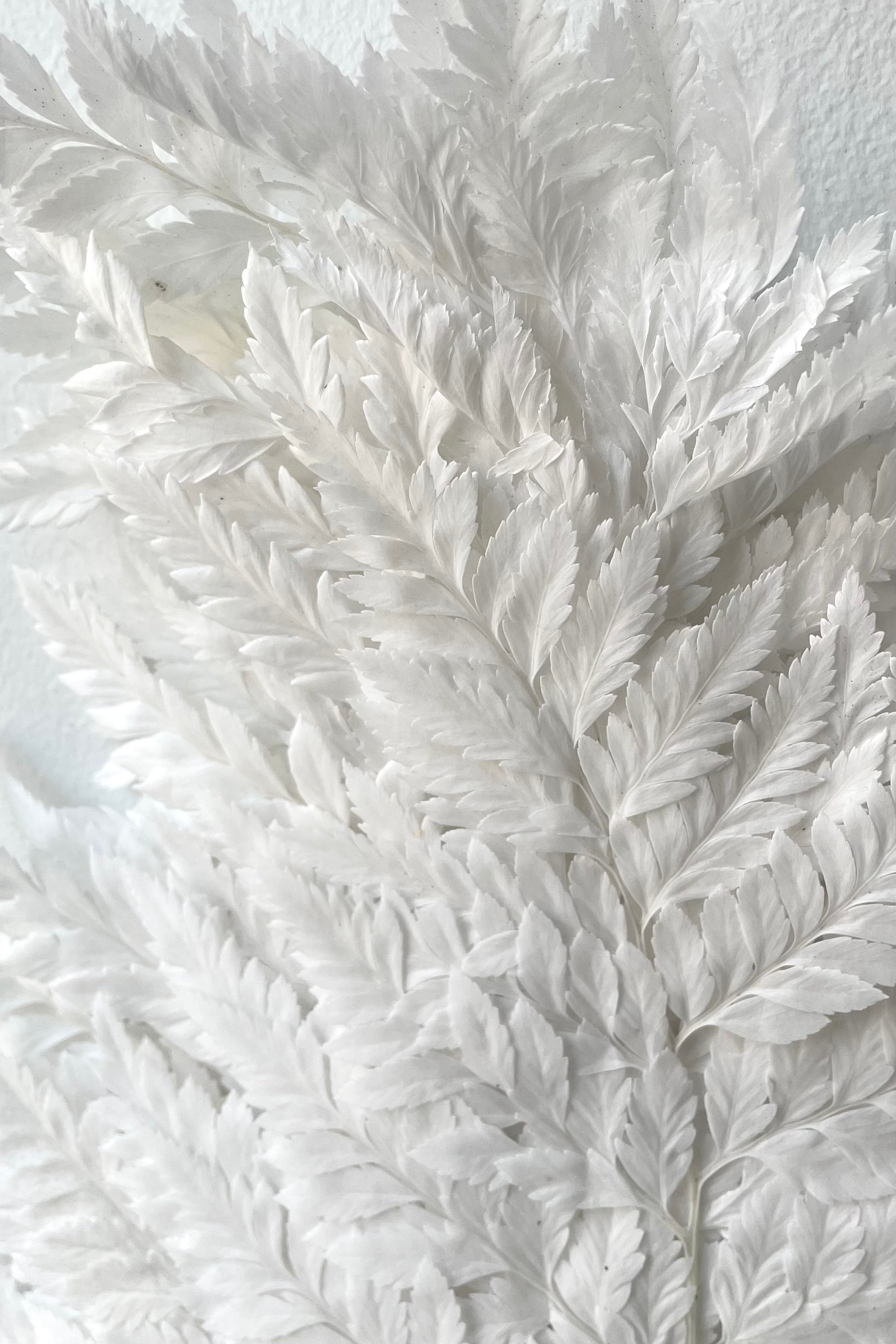 Helecho Cuero Bleached Preserved Bunch