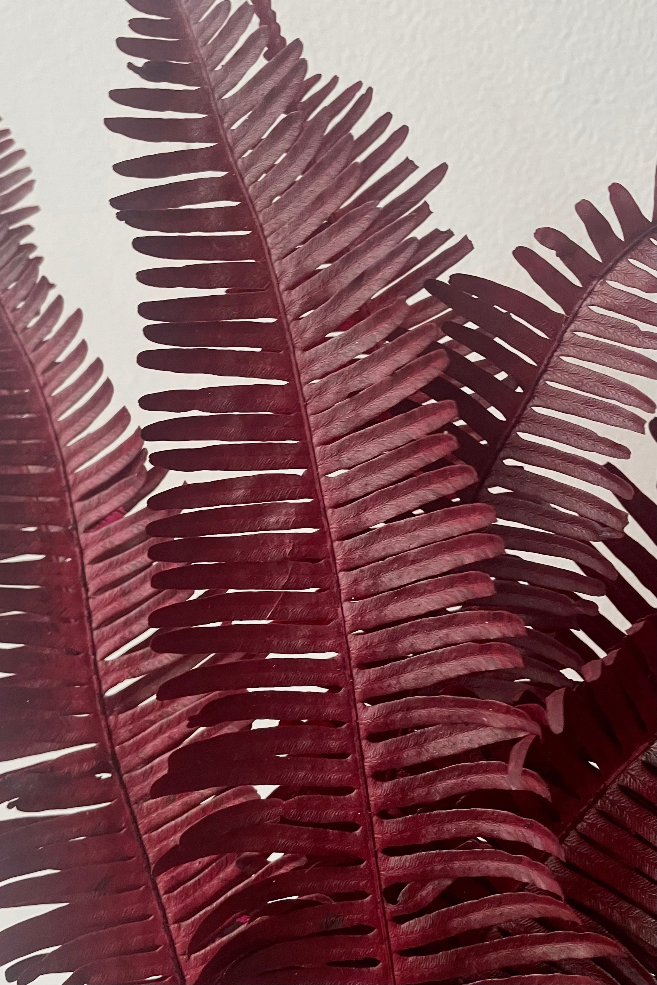 Helecho Seagul Burgundy Color Preserved Bunch