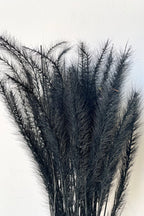 Tail Grass Black Pastel Preserved Bunch