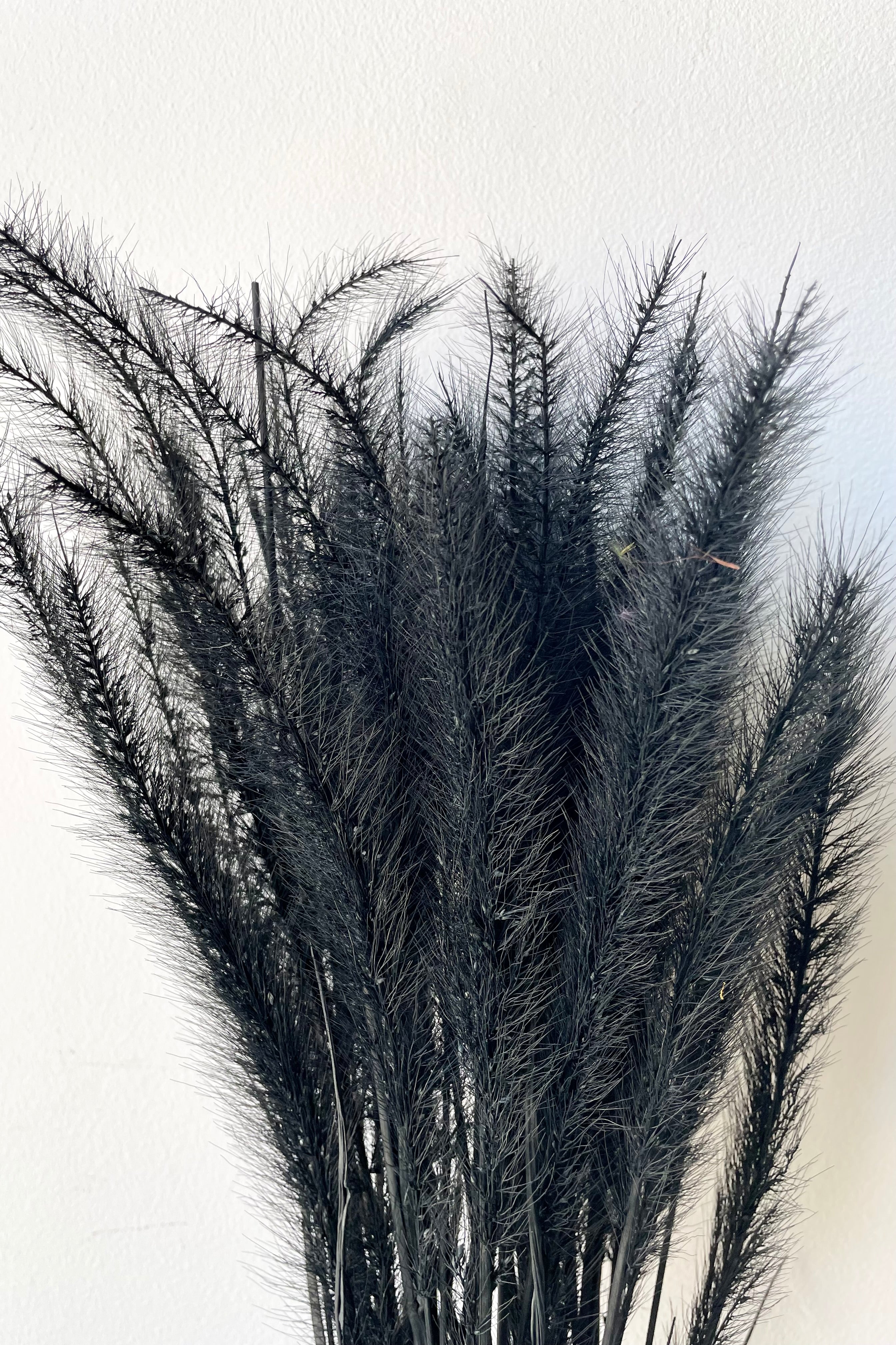Tail Grass Black Pastel Preserved Bunch