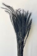 Tail Grass Black Pastel Preserved Bunch