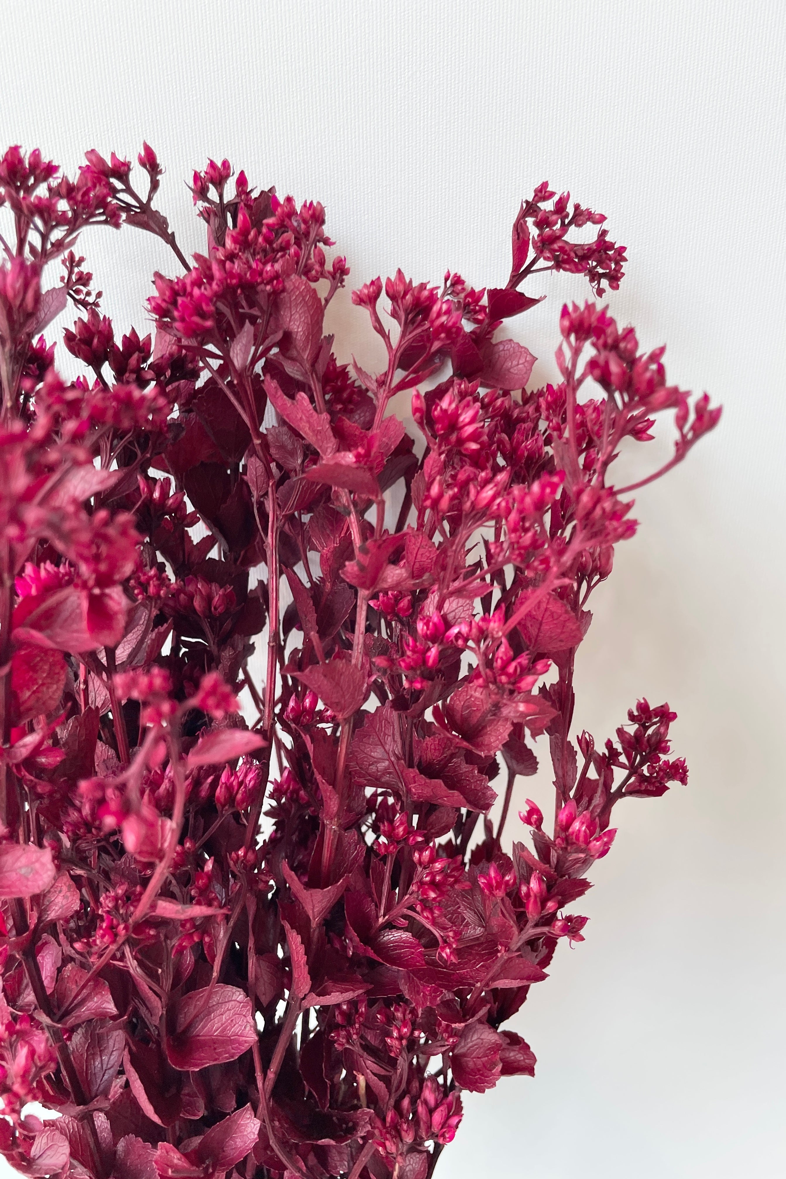 Chuvisco Fuchsia Color Preserved Bunch