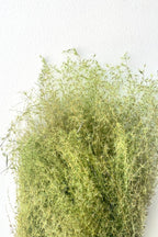 Miscanthus Green Color Preserved Bunch