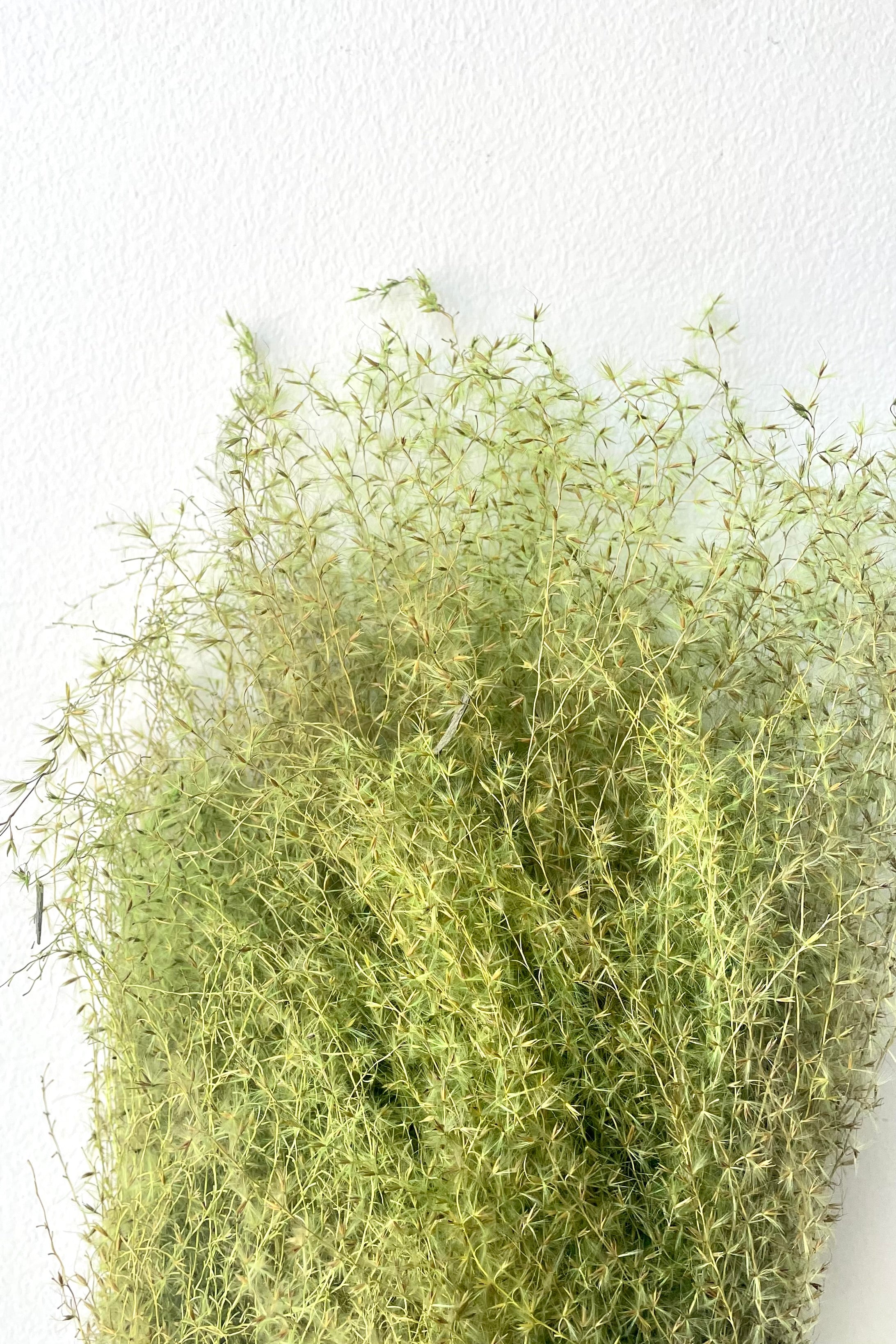 Miscanthus Green Color Preserved Bunch