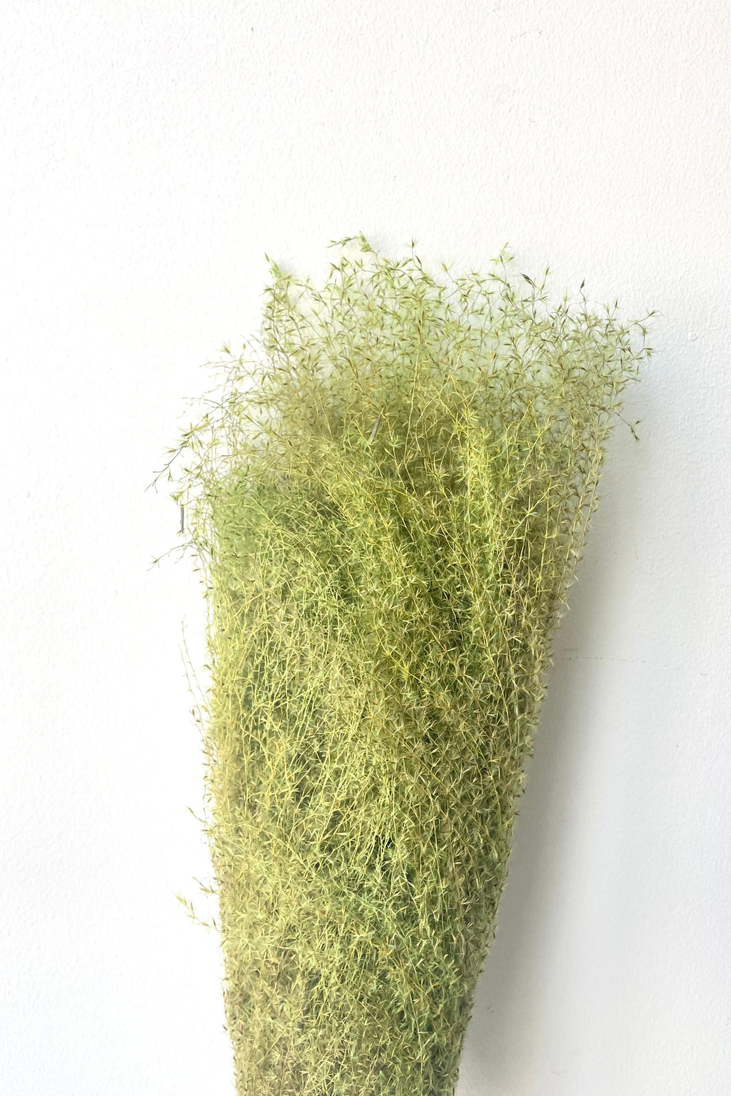 Miscanthus Green Color Preserved Bunch