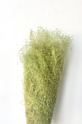 Miscanthus Green Color Preserved Bunch
