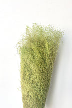Miscanthus Green Color Preserved Bunch