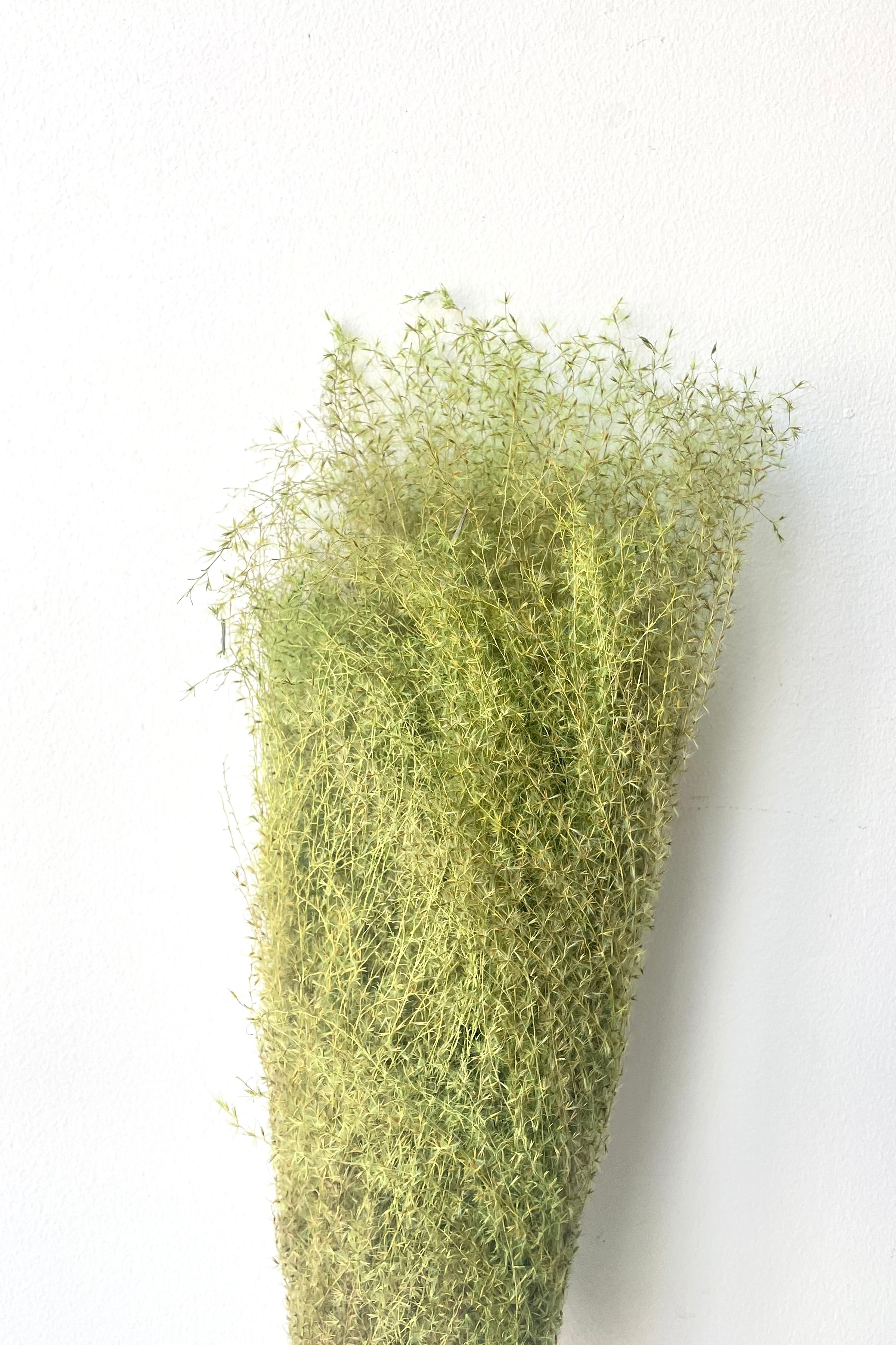 Miscanthus Green Color Preserved Bunch