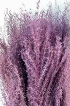 Miscanthus Lavender Color Preserved Bunch