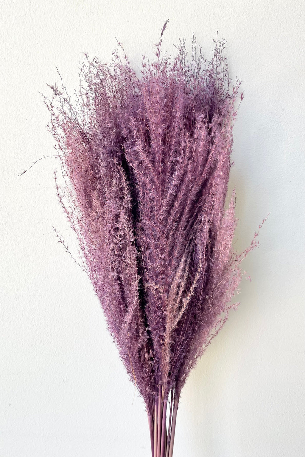 Miscanthus Lavender Color Preserved Bunch