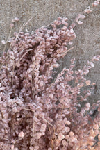 Briza Mini Pale Dark Pink Pastel Preserved Bunch