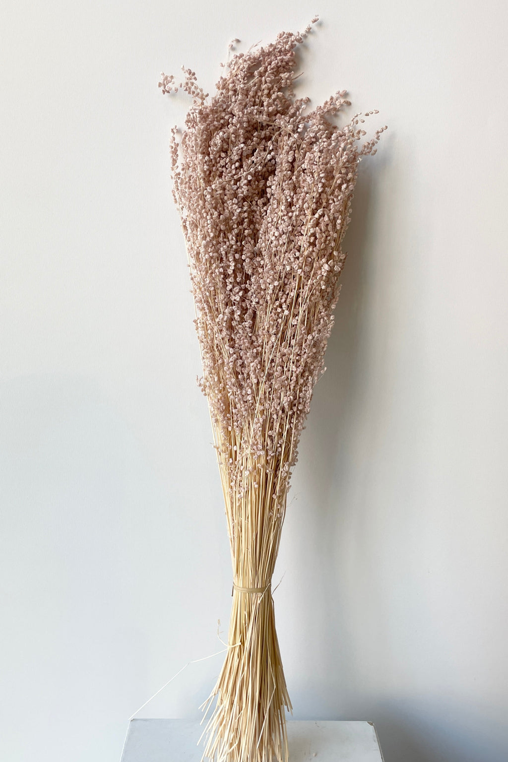 Briza Mini Pale Dark Pink Pastel Preserved Bunch