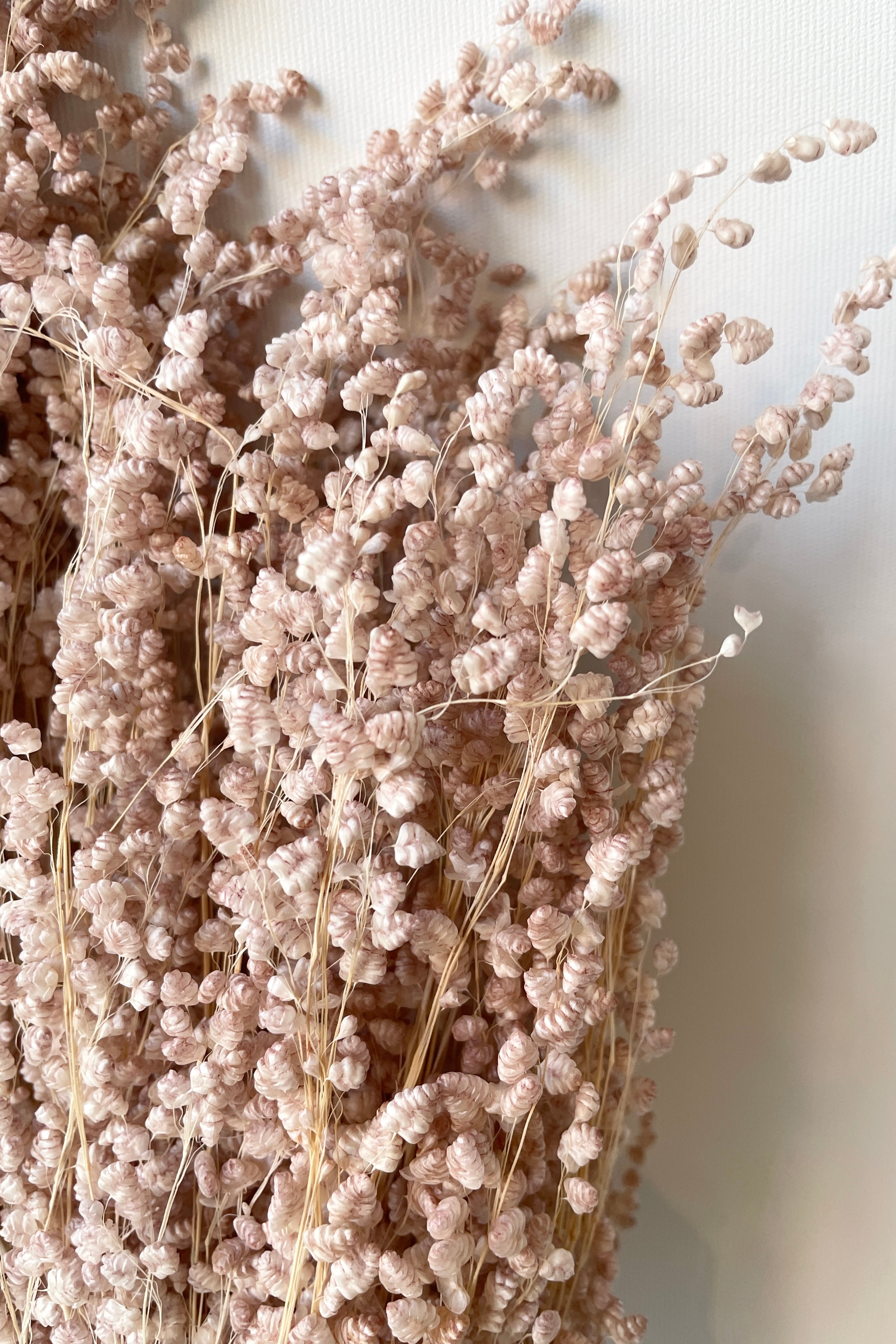 Briza Mini Pale Dark Pink Pastel Preserved Bunch