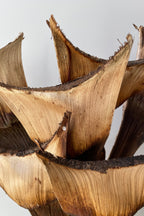 Agave Medio Natural Preserved Bunch