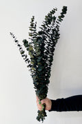 Eucalyptus Baby Natural Green Preserved Bunch