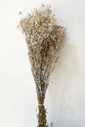 Gypsophila Paniculata Dusty Natural Color Preserved Bunch