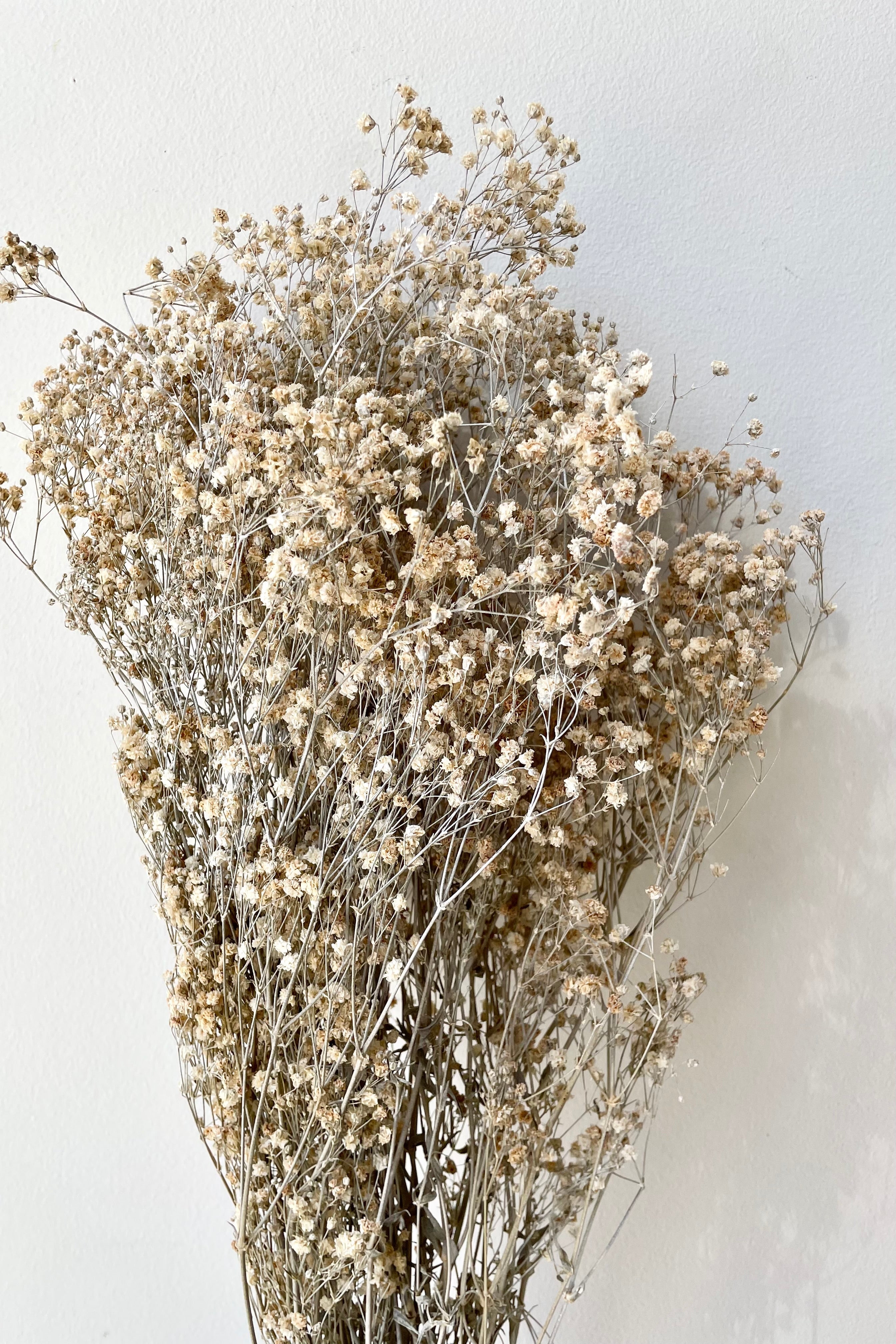 Gypsophila Paniculata Dusty Natural Color Preserved Bunch
