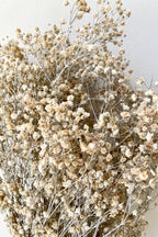 Gypsophila Paniculata Dusty Natural Color Preserved Bunch