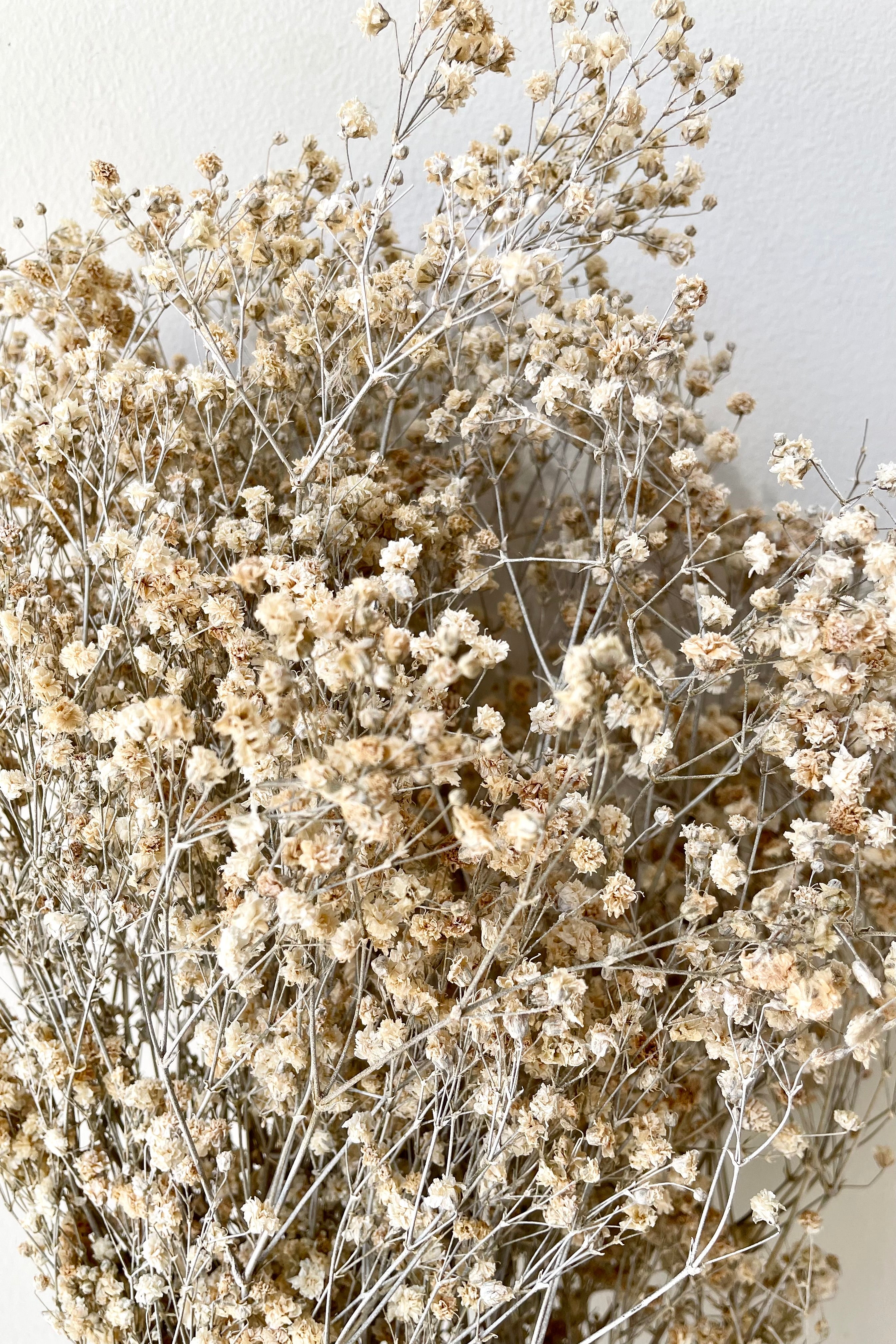 Gypsophila Paniculata Dusty Natural Color Preserved Bunch