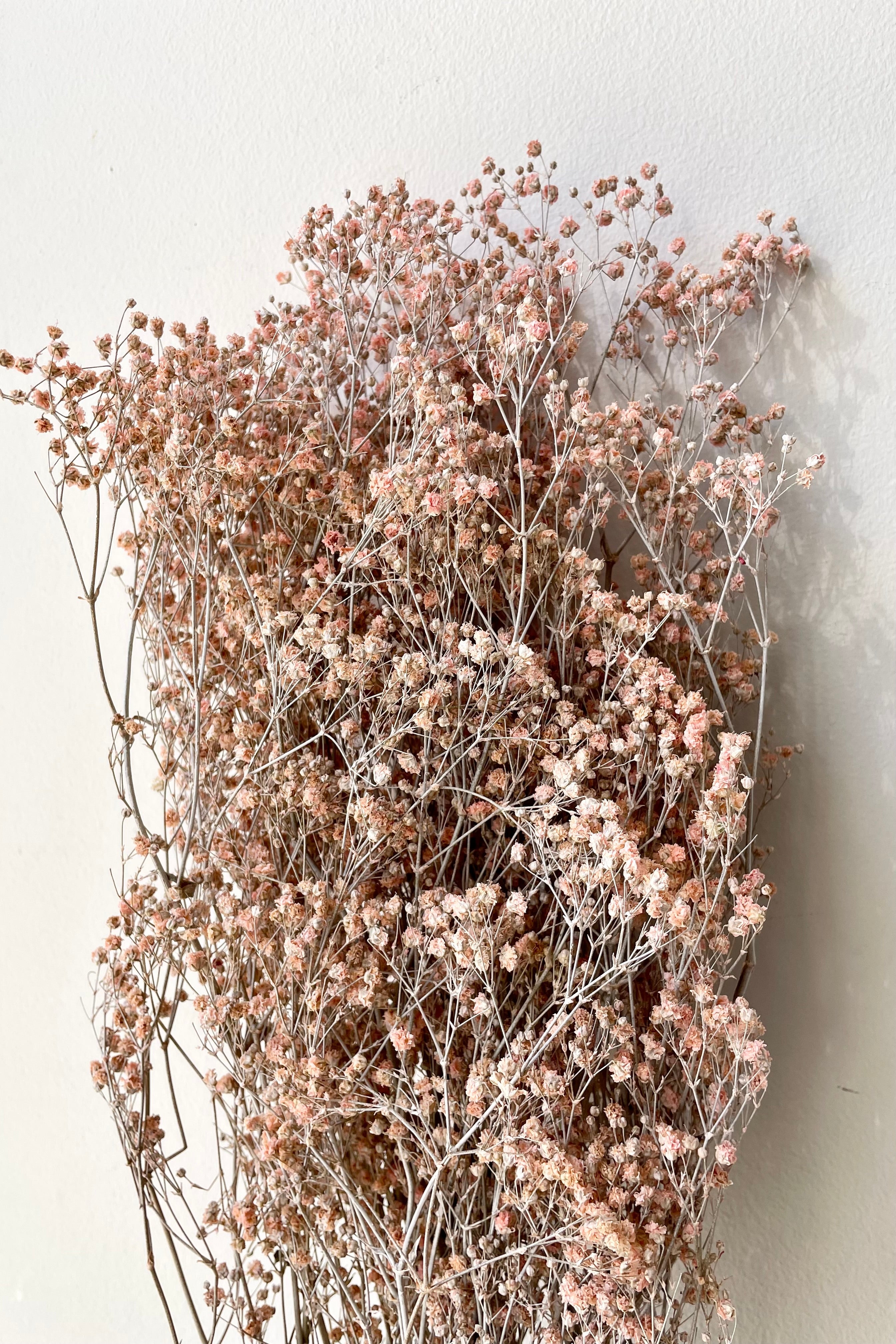 Gypsophila Paniculata Dusty Pink Color Preserved Bunch