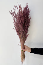 Bromus Mini Plum Color Preserved Bunch