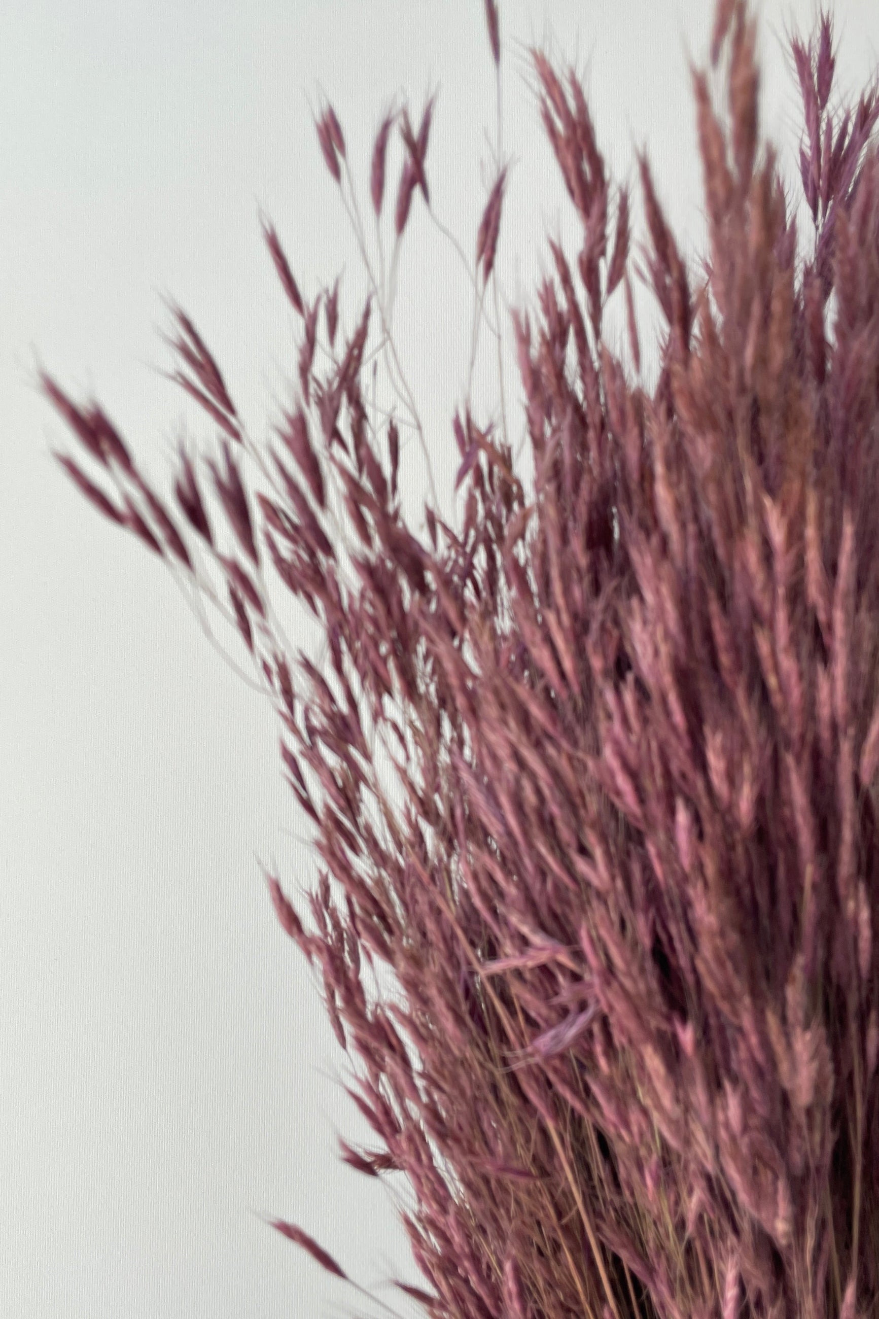 Bromus Mini Plum Color Preserved Bunch