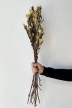 Maracumba Natural Preserved Bunch