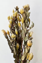 Maracumba Natural Preserved Bunch
