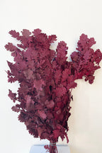 Quercus Burgundy Color Preserved Bunch