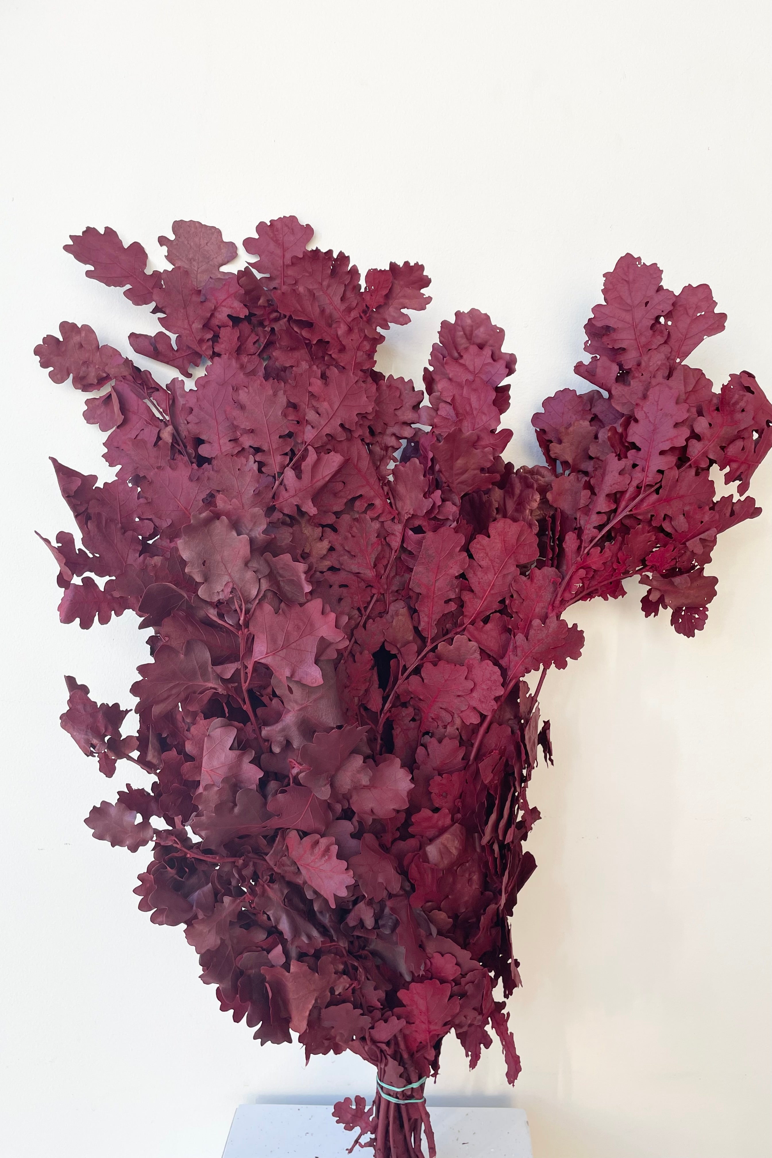 Quercus Burgundy Color Preserved Bunch