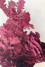 Quercus Burgundy Color Preserved Bunch