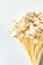 Margaret Bleached Pastel Preserved Bunch