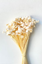 Margaret Bleached Pastel Preserved Bunch