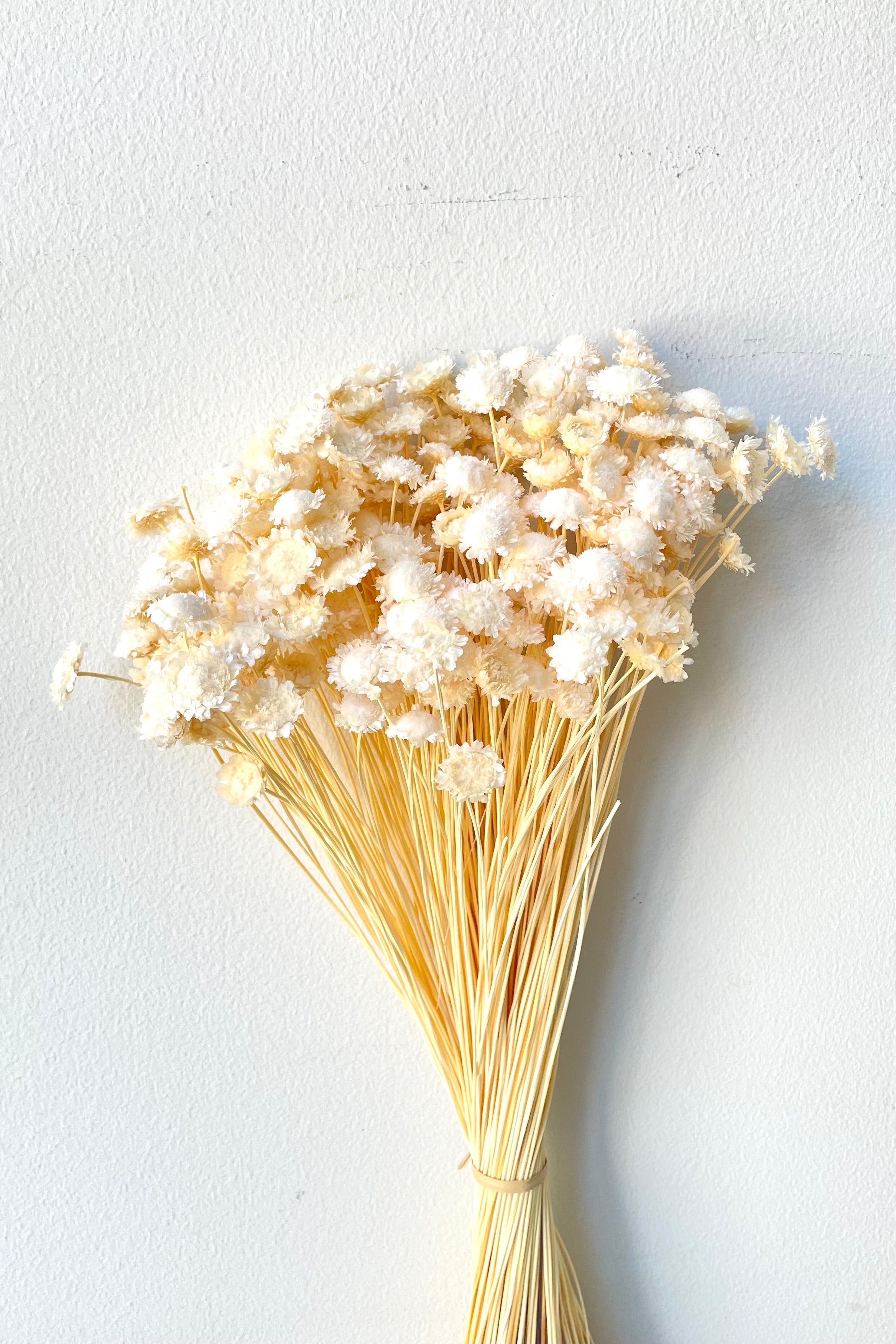 Margaret Bleached Pastel Preserved Bunch