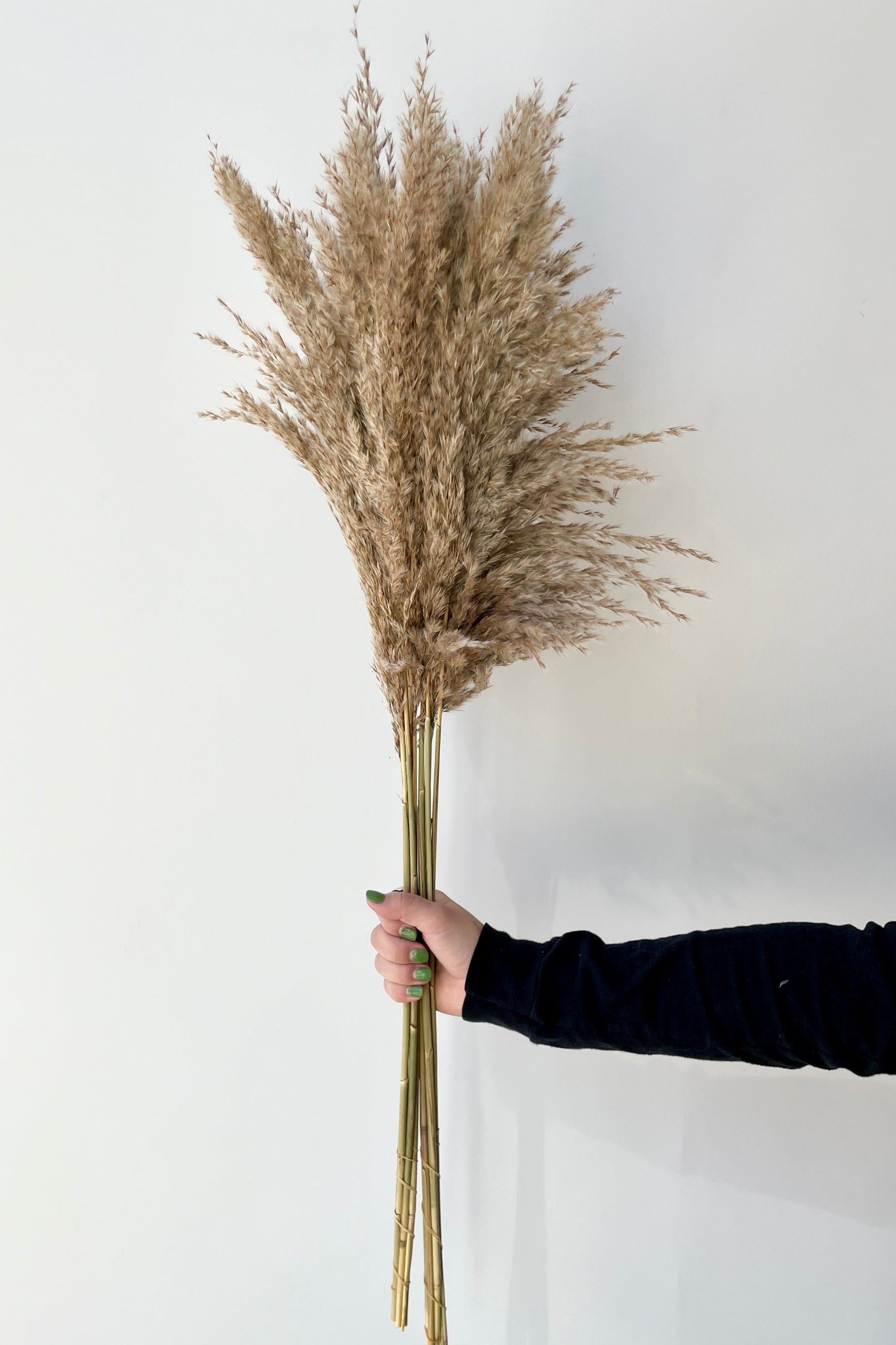 Pluma Mini Natural Preserved Bunch