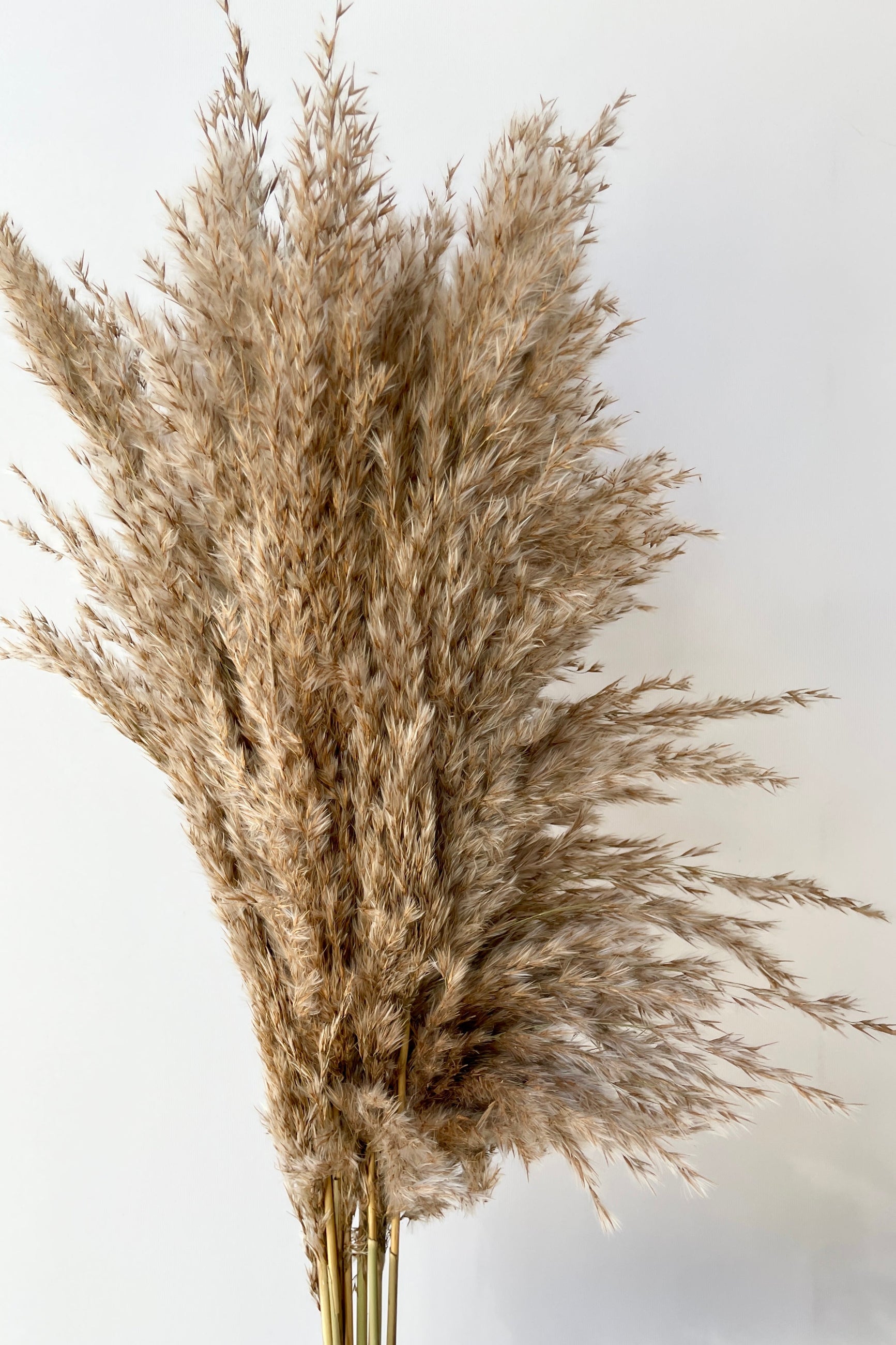 Pluma Mini Natural Preserved Bunch