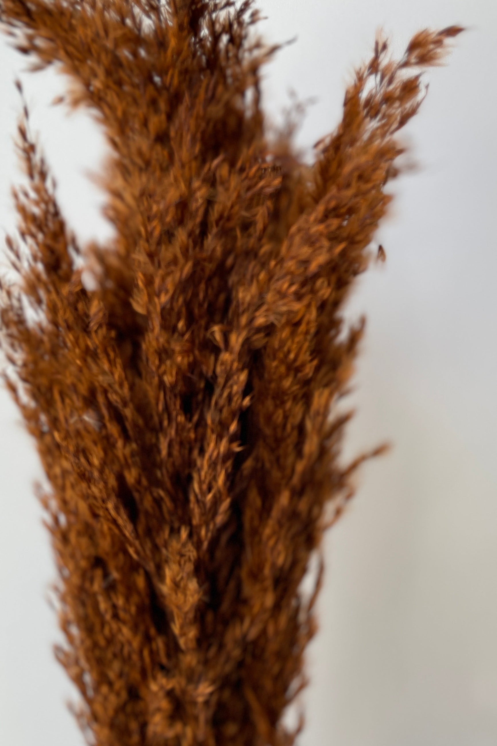 Pluma Mini Mocha Color Preserved Bunch