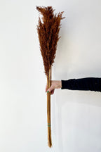 Pluma Mini Mocha Color Preserved Bunch