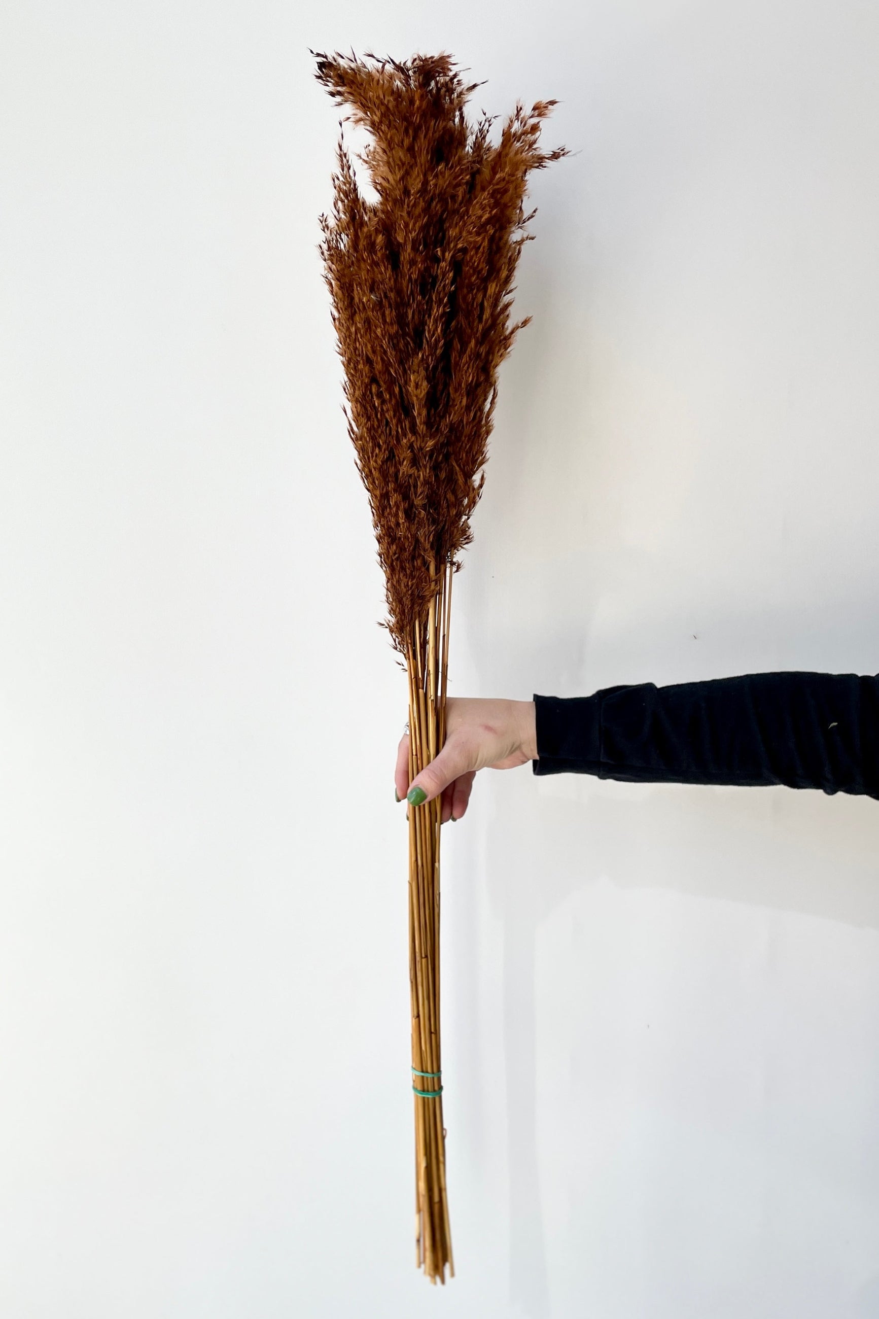 Pluma Mini Mocha Color Preserved Bunch