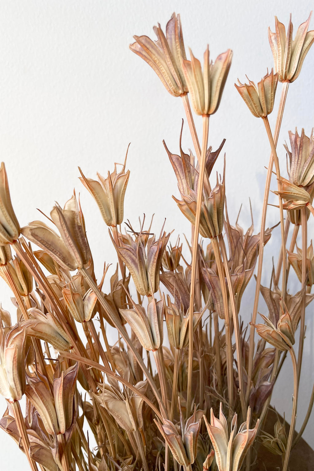 Nigella Orientalis Natural Preserved Bunch